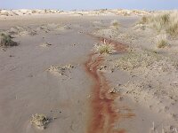 NL, Noord-Holland, Texel, De Hors 176, Saxifraga-Foto Fitis-Sytske Dijksen