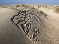 NL, Noord-Holland, Texel, De Hors 180, Saxifraga-Foto Fitis-Sytske Dijksen
