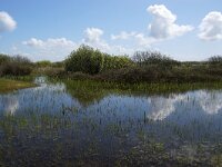 NL, Noord-Holland, Texel, De Horsmeertjes 15, Saxifraga-Foto Fitis-Sytske Dijksen