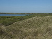NL, Noord-Holland, Texel, De Horsmeertjes 4, Saxifraga-Willem van Kruijsbergen