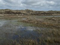 NL, Noord-Holland, Texel, De Muy 31, Saxifraga-Willem van Kruijsbergen