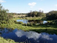 NL, Noord-Holland, Texel, De Muy 44, Saxifraga-Foto Fitis-Sytske Dijksen