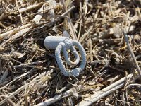 NL, Noord-Holland, Texel, De Slufter 142, Saxifraga-Foto Fitis-Sytske Dijksen