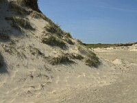 NL, Noord-Holland, Texel, De Slufter 39, Saxifraga-Jan van der Straaten