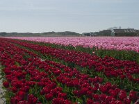NL, Noord-Holland, Texel, Den Hoorn 6, Saxifraga-Willem van Kruijsbergen
