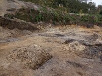 NL, Noord-Holland, Texel, Doolhof 1, Saxifraga-Foto Fitis-Sytske Dijksen