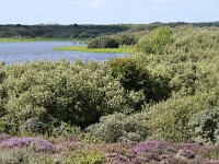 NL, Noord-Holland, Texel, Geulplas 2, Saxifraga-Foto Fitis-Sytske Dijksen