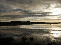 NL, Noord-Holland, Texel, Groote Vlak 17, Saxifraga-Foto Fitis-Sytske Dijksen