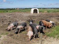 NL, Noord-Holland, Texel, Hemmerkooi 12, Saxifraga-Foto Fitis-Sytske Dijksen