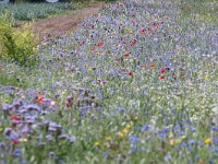 NL, Noord-Holland, Texel, Hemmerkooi 2, Saxifraga-Foto Fitis-Sytske Dijksen