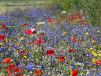 NL, Noord-Holland, Texel, Hemmerkooi 3, Saxifraga-Foto Fitis-Sytske Dijksen