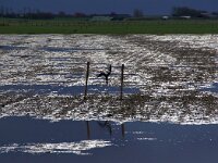 NL, Noord-Holland, Texel, Hemmerkooi 5 Saxifraga-Foto Fitis-Sytske Dijksen