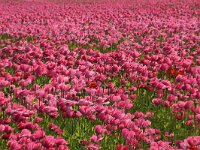 NL, Noord-Holland, Texel, Hemmerkooi 7, Saxifraga-Foto Fitis-Sytske Dijksen