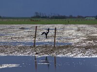 NL, Noord-Holland, Texel, Hemmerkooi 8, Saxifraga-Foto Fitis-Sytske Dijksen