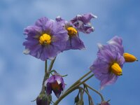 NL, Noord-Holland, Texel, Hemmerkooi 9, Saxifraga-Foto Fitis-Sytske Dijksen