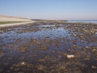 NL, Noord-Holland, Texel, Horntje, Nioz Dijk 1, Saxifraga-Foto Fitis-Sytske Dijksen
