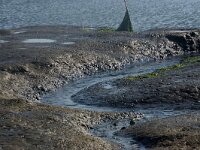 NL, Noord-Holland, Texel, Kwelder De Volharding 32, Saxifraga-Foto Fitis-Sytske Dijksen