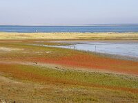 NL, Noord-Holland, Texel, Kwelder de Volharding 16, Saxifraga-Foto Fitis-Sytske Dijksen