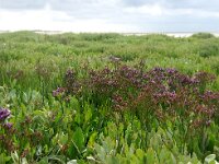 NL, Noord-Holland, Texel, Kwelder de Volharding 19, Saxifraga-Foto Fitis-Sytske Dijksen
