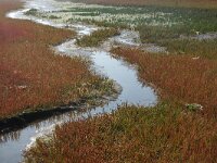 NL, Noord-Holland, Texel, Kwelder de Volharding 4, Saxifraga-Foto Fitis-Sytske Dijksen