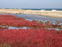 NL, Noord-Holland, Texel, Kwelder de Volharding 7, Saxifraga-Foto Fitis-Sytske Dijksen