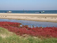 NL, Noord-Holland, Texel, Kwelder de Volharding 8, Saxifraga-Foto Fitis-Sytske Dijksen