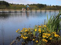 NL, Noord-Holland, Texel, Loegelanderweg 1, Saxifraga-Foto Fitis-Sytske Dijksen