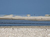 NL, Noord-Holland, Texel, Mirage, De Hors 195, Saxifraga-Foto Fitis-Sytske Dijksen
