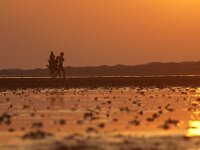 NL, Noord-Holland, Texel, Mokbaai 13, Saxifraga-Foto Fitis-Sytske Dijksen