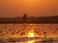 NL, Noord-Holland, Texel, Mokbaai 14, Saxifraga-Foto Fitis-Sytske Dijksen