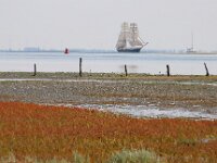NL, Noord-Holland, Texel, Mokbaai 18, Saxifraga-Foto Fitis-Sytske Dijksen