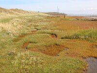 NL, Noord-Holland, Texel, Mokbaai 20, Saxifraga-Foto Fitis-Sytske Dijksen