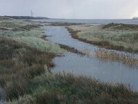 NL, Noord-Holland, Texel, Mokbaai 21, Saxifraga-Foto Fitis-Sytske Dijksen