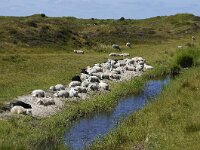 NL, Noord-Holland, Texel, Moksloot 1, Saxifraga-Foto Fitis-Sytske Dijksen