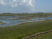 NL, Noord-Holland, Texel, Ottersaat 1, Saxifraga-Willem van Kruijsbergen