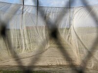 NL, Noord-Holland, Texel, Oudeschild 12, Saxifraga-Foto Fitis-Sytske Dijksen