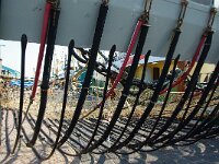 NL, Noord-Holland, Texel, Oudeschild 17, sumwing, Saxifraga-Foto Fitis-Sytske Dijksen