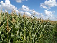 NL, Noord-Holland, Texel, Oudeschild 20, Saxifraga-Foto Fitis-Sytske Dijksen