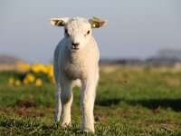 NL, Noord-Holland, Texel, Oudeweg 3, Saxifraga-Foto Fitis-Sytske Dijksen