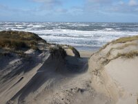 NL, Noord-Holland, Texel, Paal 11 3, Saxifraga-Foto Fitis-Sytske Dijksen