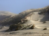 NL, Noord-Holland, Texel, Paal 11 4, Saxifraga-Foto Fitis-Sytske Dijksen