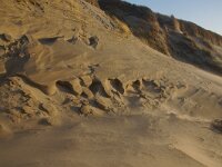 NL, Noord-Holland, Texel, Paal 16 24, Saxifraga-Foto Fitis-Sytske Dijksen