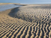NL, Noord-Holland, Texel, Paal 6, De Hors 175, Saxifraga-Foto Fitis-Sytske Dijksen