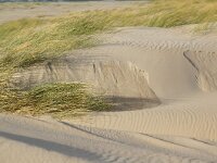 NL, Noord-Holland, Texel, Paal 8 34, Saxifraga-Foto Fitis-Sytske Dijksen
