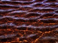 NL, Noord-Holland, Texel, Paal 8 38, Saxifraga-Foto Fitis-Sytske Dijksen