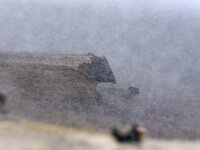 NL, Noord-Holland, Texel, Paal 8 42, Saxifraga-Foto Fitis-Sytske Dijksen