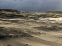 NL, Noord-Holland, Texel, Paal 8 43, Saxifraga-Foto Fitis-Sytske Dijksen