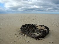 NL, Noord-Holland, Texel, Paal 8 44, Saxifraga-Foto Fitis-Sytske Dijksen