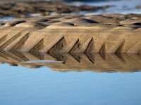 NL, Noord-Holland, Texel, Paal 8 45, Saxifraga-Foto Fitis-Sytske Dijksen