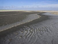 NL, Noord-Holland, Texel, Paal 8 48, Saxifraga-Foto Fitis-Sytske Dijksen